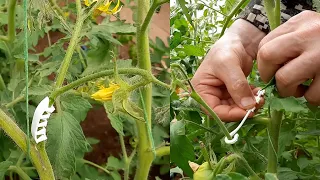 Как и когда применять кистедержатели томатов