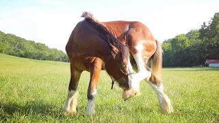 Draft Horse POWER TOOL Hoof Trim