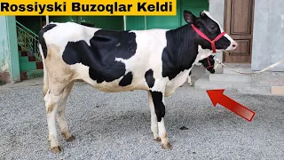 Rossiyski Buzoqlar Keldi 8 Dona 5 Oydan 12 Oygacha