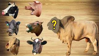 CUTE ANIMALS Indian Brahman Cow (Find Cow Head Puzzle) 귀여운 동물 인도 브라만 소(소 머리 찾기 퍼즐)