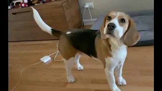 Adorable beagle listens carefully