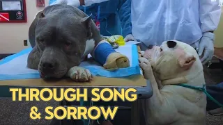 Rescued Pit Bull Brothers Honor Their Deceased Dad with Touching Melodies