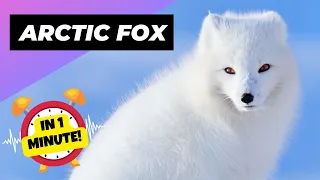 Arctic Fox 🦊 The Arctic's Cutest Predator | 1 Minute Animals