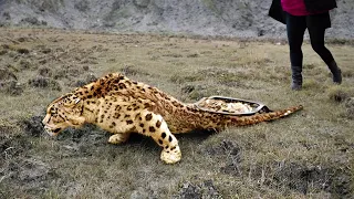 ANIMAIS QUE PEDIRAM AJUDA E BONDADE DAS PESSOAS E FORAM FLAGRADOS PELAS CÂMERAS