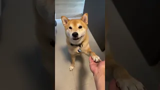 Poor Shiba Unable To Pay Rent, Has To Use Alternative Methods