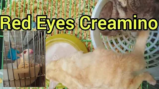 Red Eyes Creamino Sugar Glider