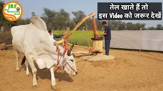 👍Bull Driven👍#Kolhu ka Bail👍 #कोल्हू का बैल👍Natural oil extraction 👍Clean Energy and economy