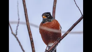 Robins of winter: Sunday Morning Flute Meditation