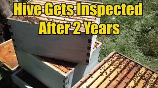 Bee Hive Gets Inspected After 2 Years