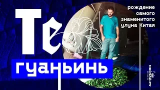 Те Гуаньинь. Как делают самый знаменитый улун Китая.