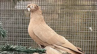 Узбекские голуби Кептерлер Pigeons Каптар