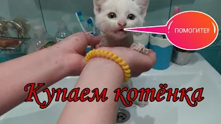 Купаем котёнка