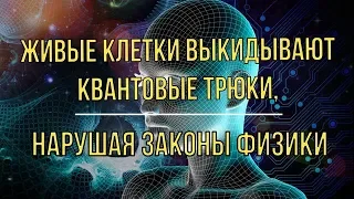 Живые клетки выкидывают квантовые трюки нарушая законы физики