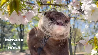 Otters Look at Cherry Blossoms in the Park and Get MOBBED by Fans
