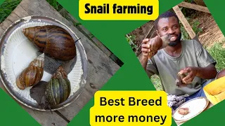 HOW TO IDENTIFY THE BEST BREED OF SNAIL FOR YOUR FARM