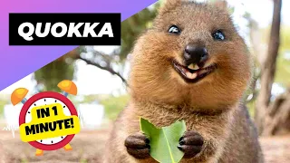 Quokka 🐿 One Of The Cutest And Exotic Animals In The Wild | 1 Minute Animals