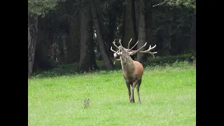 Bitky jeleňov v ruji/ Red stag deer fights