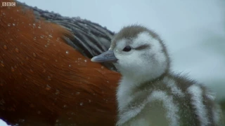 Baby Duck Risks Getting Swept Away in Current | Wild Patagonia | BBC Earth