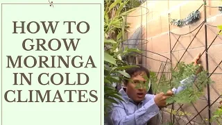 How to Grow Moringa in Cold Temperate Climates