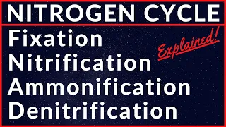 Nitrogen Fixation Nitrification Assimilation Ammonification Nitrogen Cycle | Metabolism of Nitrogen