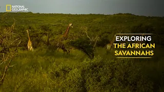 Exploring the African Savannahs | Dead by Dawn | Full Episode | S01-E03 | National Geographic