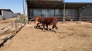 Cow series that don't like bulls 2