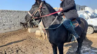 Туркестан Мал Базар. Жылқы Бие Айғыр Құнан Құнажын Байтал Тай 10.03.2024