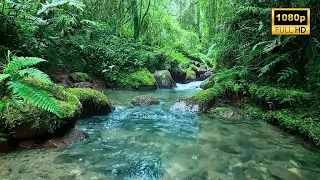 4K HDR Relaxing River Sounds 🎵 Beautiful Forest Sound, Peaceful Birds Chirping, Natural Sound #asmr