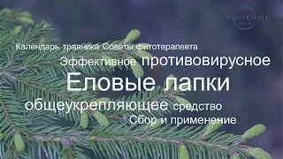 Эффективное противовирусное и общеукрепляющее средство | Еловые лапки - молодая хвоя ели, польза