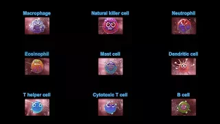 Supercytes cartoon - All cells (compilation)