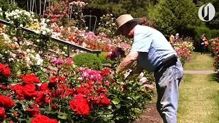 As Washington Park's rose garden turns 100, its longtime curator hangs up his shears