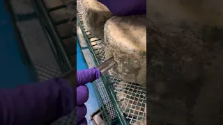 Looking at the inside of a wheel of blue cheese