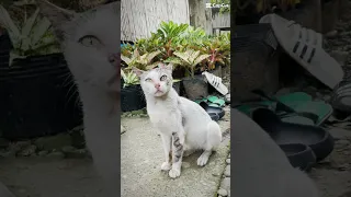 Meet Stick & Bread! My Pets Cats In The Philippines!(Well Stick is my cousin’s cat😑)