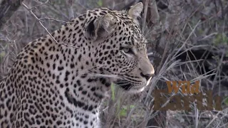 WildEarth - Sunrise - 6 October 2021