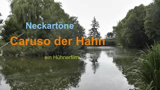 Caruso der Hahn - der Film zum Lied