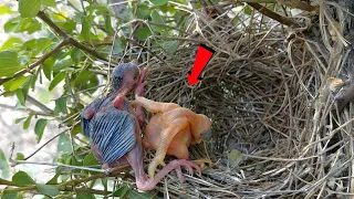 A baby cuckoo is trying to knock down another baby @BirdsofNature107