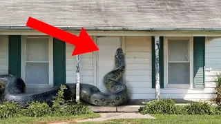 10 Craziest Animal Invasions That Will Give You Chills