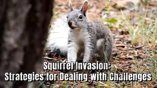 【Camojojo】Squirrel Invasion: Strategies for Dealing with Challenges