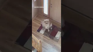 Howling golden retriever surprised when he finds out owner is right upstairs #Shorts