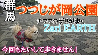 【群馬】つつじが岡公園 チワワのザリが歩く！Zari EARTH