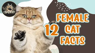 12 Fascinating Facts About Female Cats 😼🐈