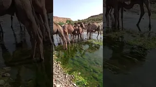 A Herd of Camels 🐪 #shorts