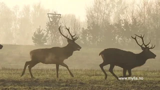 Polen drivjakt 2020