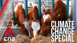 The Netherlands: Floating farms and homes | Climate change special