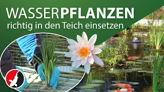 So werden Wasserpflanzen richtig in den Teich eingesetzt!