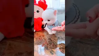 Tik Tok Chó Phốc Sóc Mini 😍 Funny and Cute Pomeranian#4 #shorts | Today Cute