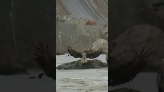 A ONE-FOOTED Bald Eagle fights and scraps with a Blue Heron for food!