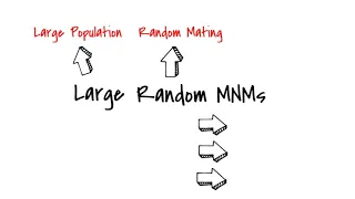 Hardy-Weinberg Equilibrium: The Five Assumptions