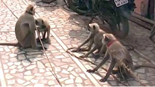 Among Presidential guard in Vrindavan, there could be 10 langurs. Here's why