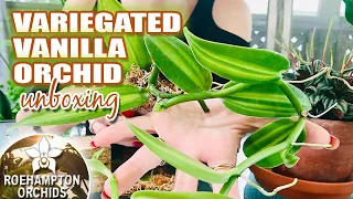 Variegated Vanilla Orchid Canadian 🇨🇦 Online Plant Shop Seller Rare Wish List Haul Unboxing 🌸